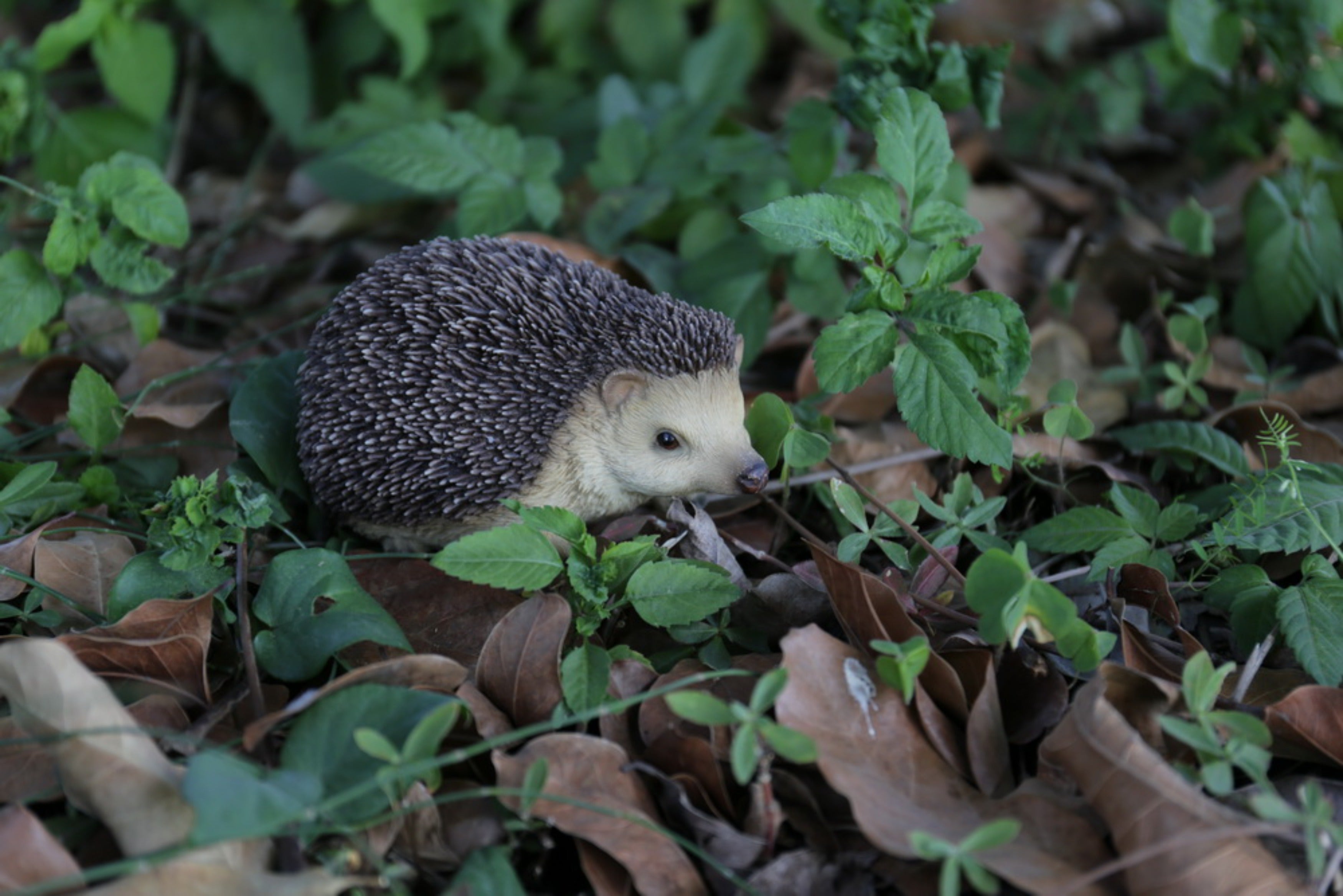 未使用　スタンピンアップ　happy hedgehogs セット Sitting Hedgehog – Hi-Line Gift Ltd.