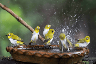 Bird Baths in Cold Weather: How to Support Local Wildlife Through Winter