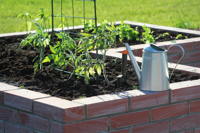Beautiful Plants That Don’t Grow Tall: Compact Landscaping Ideas