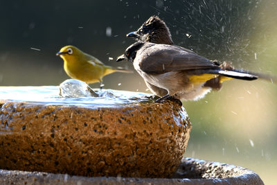 Low Bird Baths: A Great Option for Small Gardens and Wildlife