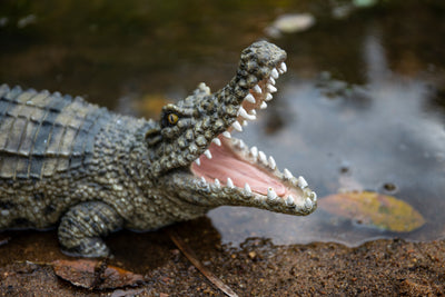 Crocodile Statue showing its teeth