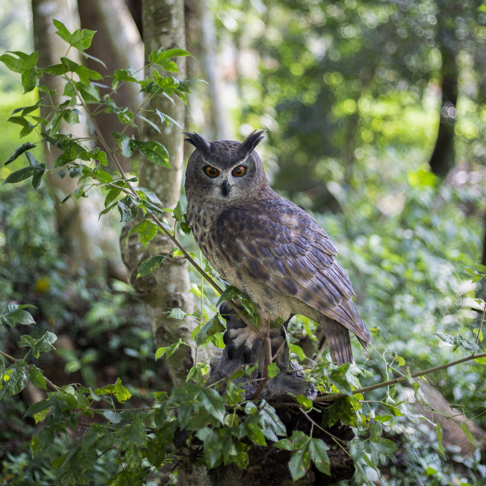 Birds of Prey Statues - Eagles, Hawks, Falcons and Owls – Hi-Line