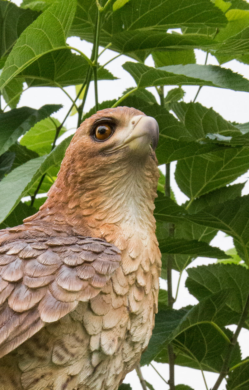 Wild Hawk standing on branch Garden Statue HI-LINE GIFT LTD.