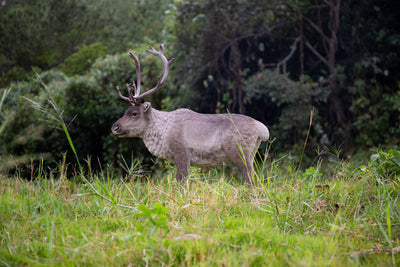 Reindeer Standing HI-LINE GIFT LTD.
