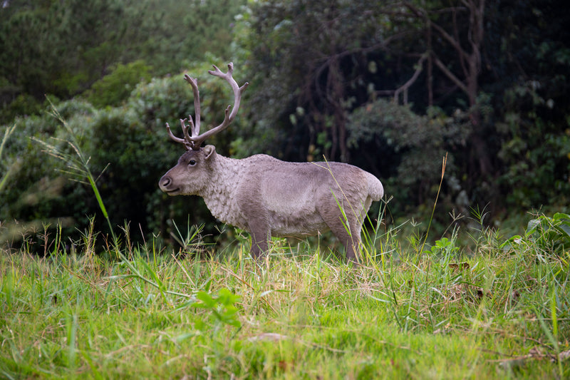 Reindeer Standing HI-LINE GIFT LTD.