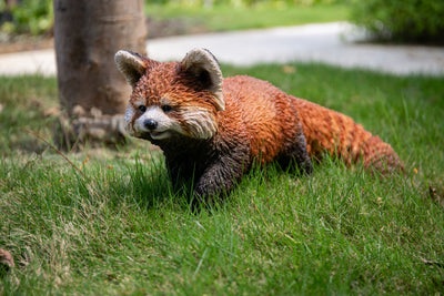 Red Panda Cub Walking HI-LINE GIFT LTD.