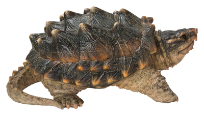 Hi-Line Exclusive - Snapping Turtle Statue HI-LINE GIFT LTD.
