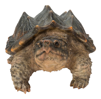 Hi-Line Exclusive - Snapping Turtle Statue HI-LINE GIFT LTD.