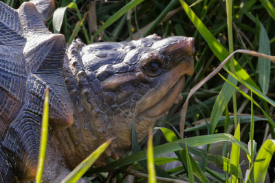 Hi-Line Exclusive - Snapping Turtle Statue HI-LINE GIFT LTD.