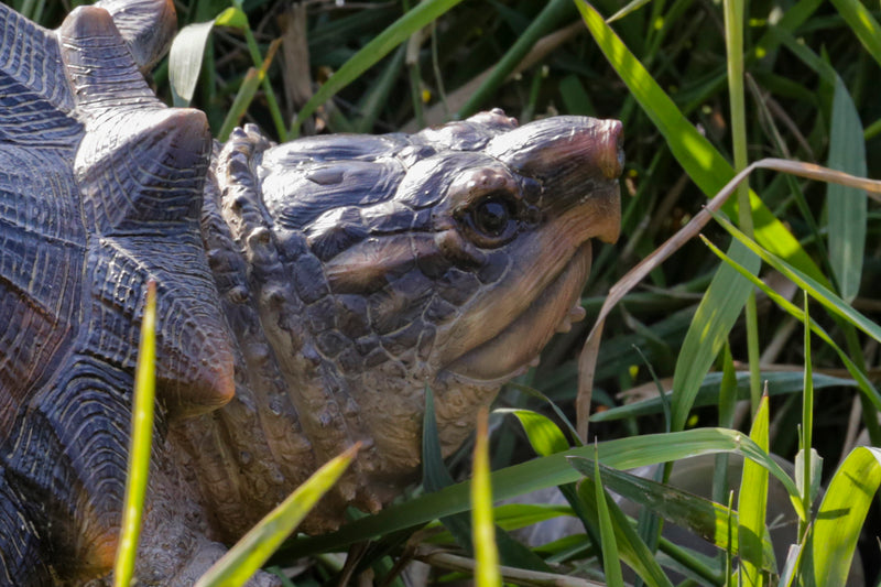 Hi-Line Exclusive - Snapping Turtle Statue HI-LINE GIFT LTD.