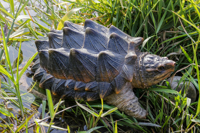 Hi-Line Exclusive - Snapping Turtle Statue HI-LINE GIFT LTD.