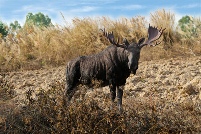 Standing Moose Statue Hi-Line Gift Ltd.