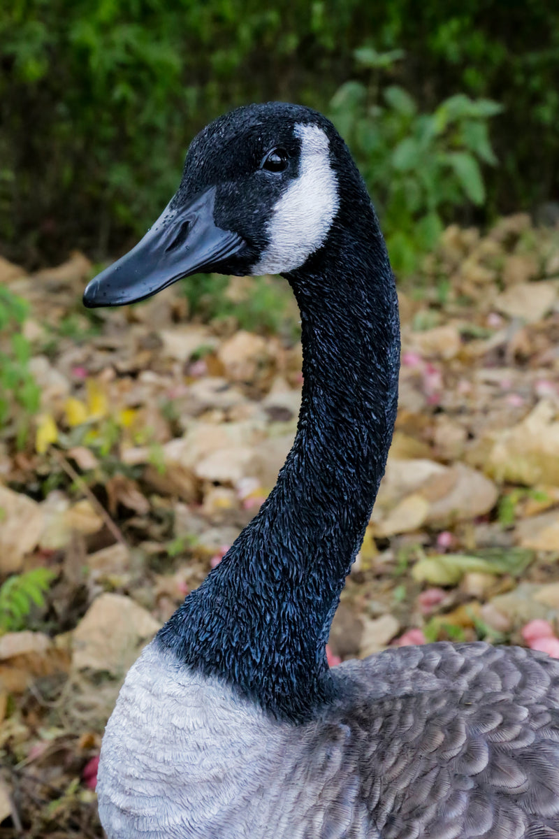 Canada goose valladolid 50 deals
