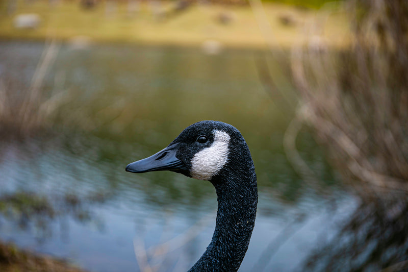 Standing Canadian Goose  HiLine Exclusive Hi-Line Gift Ltd.