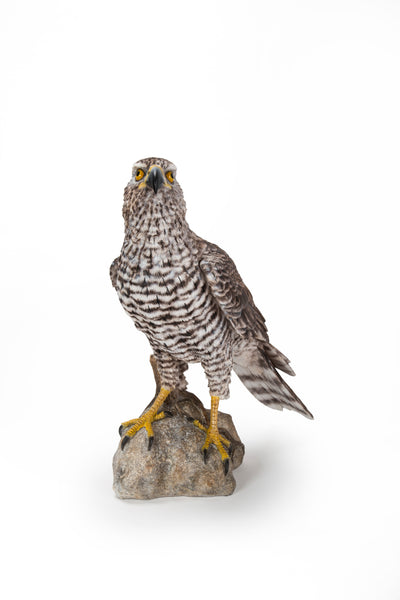 Northern Goshawk Standing On Rock Statue Hi-Line Gift Ltd.