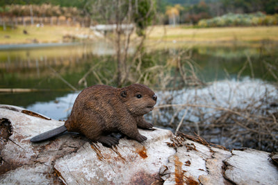 Hi-Line Exclusive - American Beaver Cub Statue HI-LINE GIFT LTD.