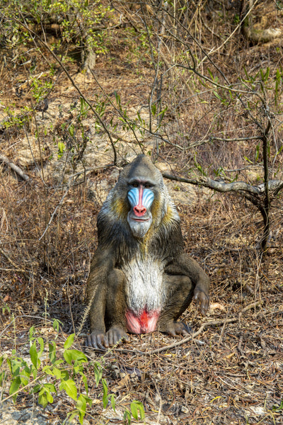 Large Sitting Mandrill Hi-Line Gift Ltd.