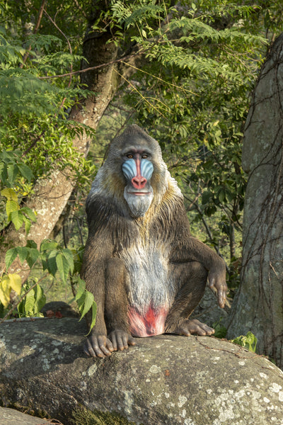 Large Sitting Mandrill Hi-Line Gift Ltd.