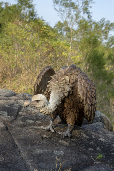 Medium Bald Eagle Hi-Line Gift Ltd.