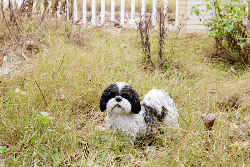 Shi Tzu Puppy Standing Statue HI-LINE GIFT LTD.