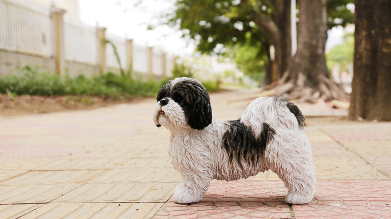 Shi Tzu Puppy Standing Statue HI-LINE GIFT LTD.