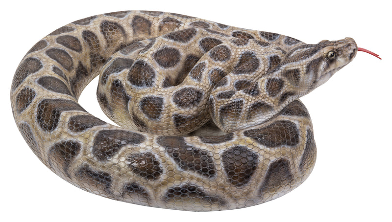 Curled Up Python Statue HI-LINE GIFT LTD.