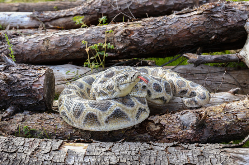 Curled Up Python Statue HI-LINE GIFT LTD.