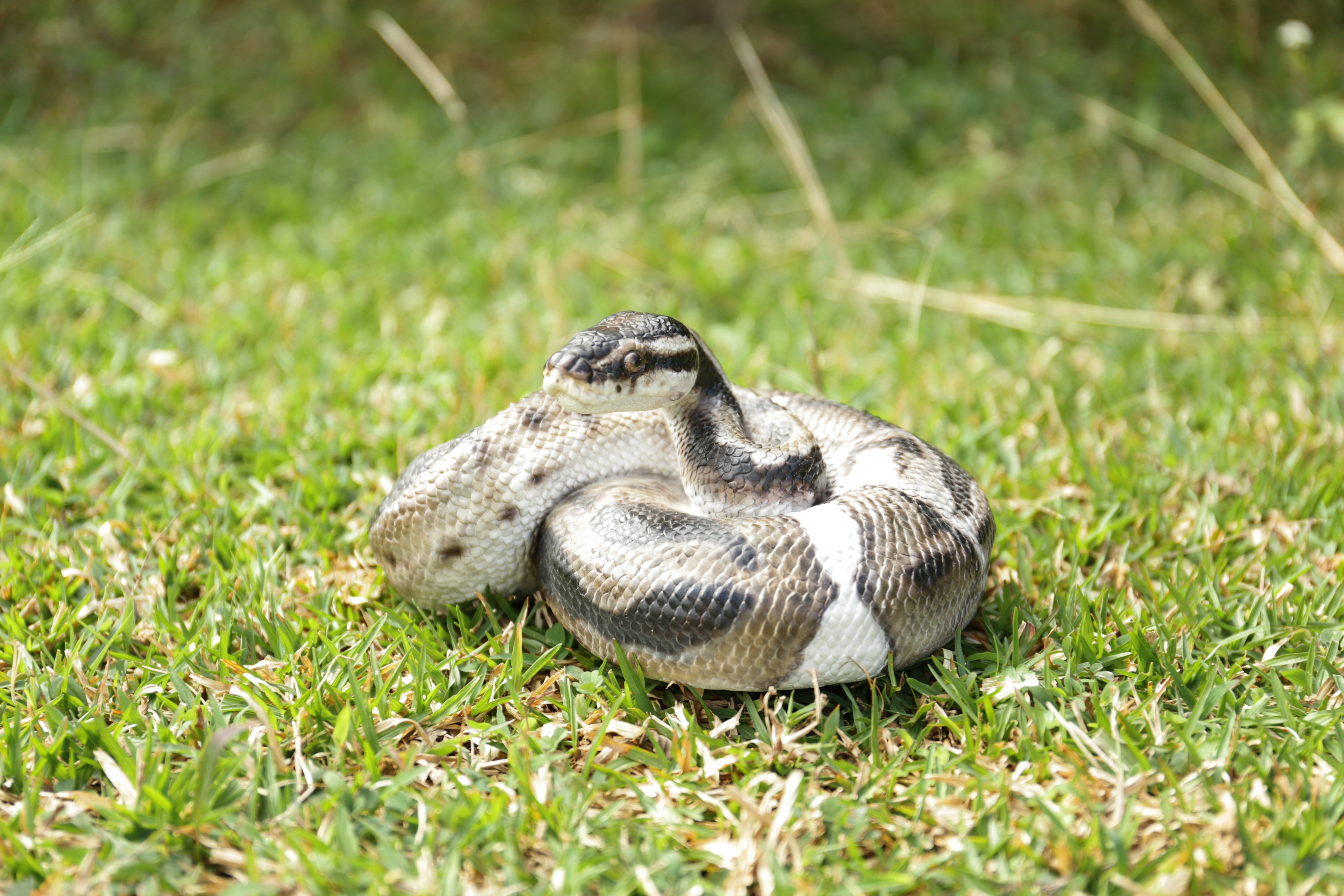Python Statue - Home Decor - Hi-Line Gift Ltd.
