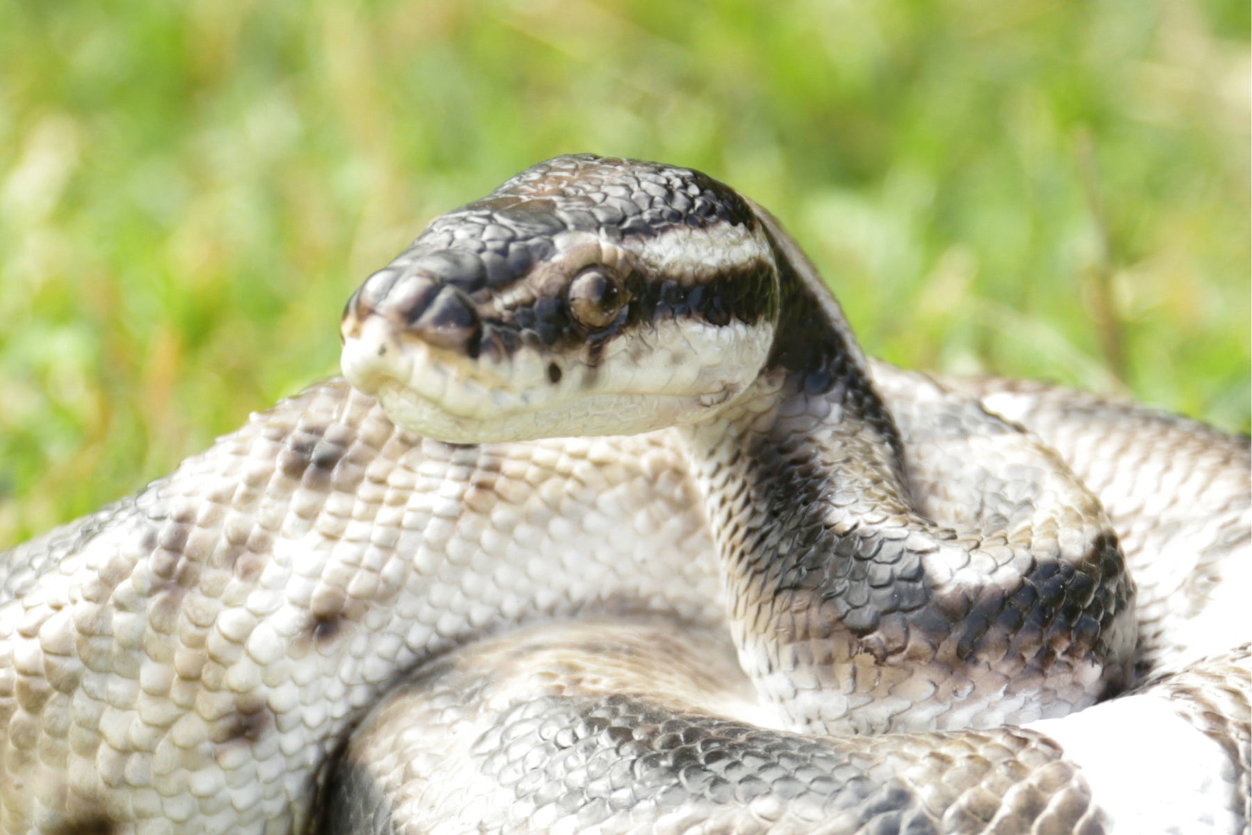 Town Australia Statue Python Python Statue - Home Decor - Hi-Line Gift Ltd.