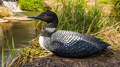 Sitting Common Loon Garden Statue HI-LINE GIFT LTD.