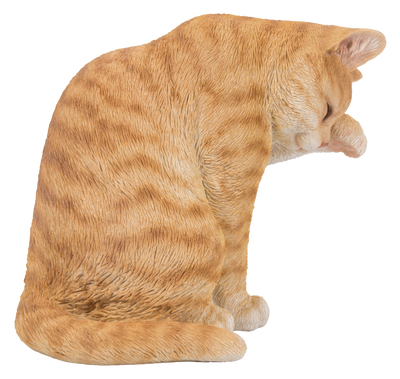 Orange Tabby Cat American Shorthair Washing Hi-Line Gift Ltd.