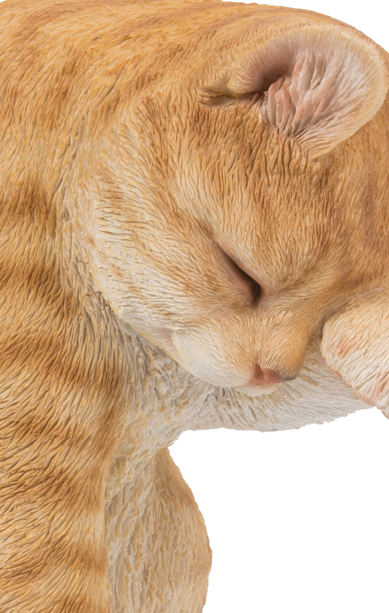 Orange Tabby Cat American Shorthair Washing Hi-Line Gift Ltd.