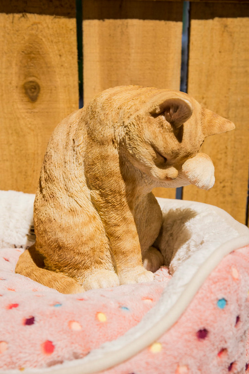 Orange Tabby Cat American Shorthair Washing Hi-Line Gift Ltd.