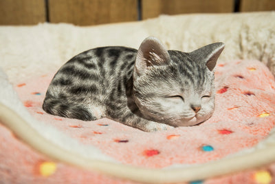 Grey Tabby Kitten Sleeping HI-LINE GIFT LTD.