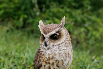 Long Eared Owl On Stump Statue HI-LINE GIFT LTD.