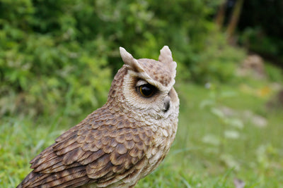 Long Eared Owl On Stump Statue HI-LINE GIFT LTD.
