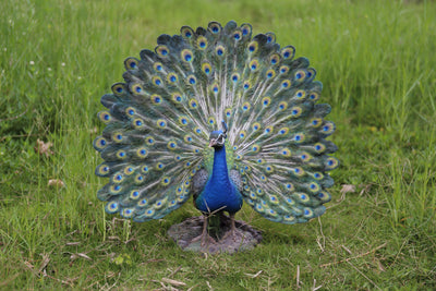 Peacock Statue Hi-Line Gift Ltd.