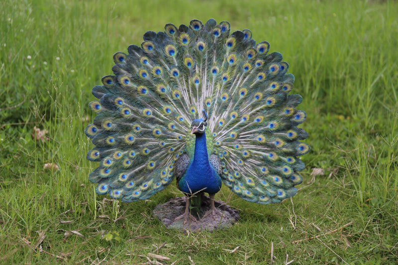 Peacock Statue Hi-Line Gift Ltd.