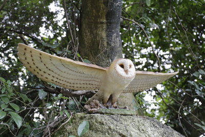 Barn Owl Flying Statue Hi-Line Gift Ltd.