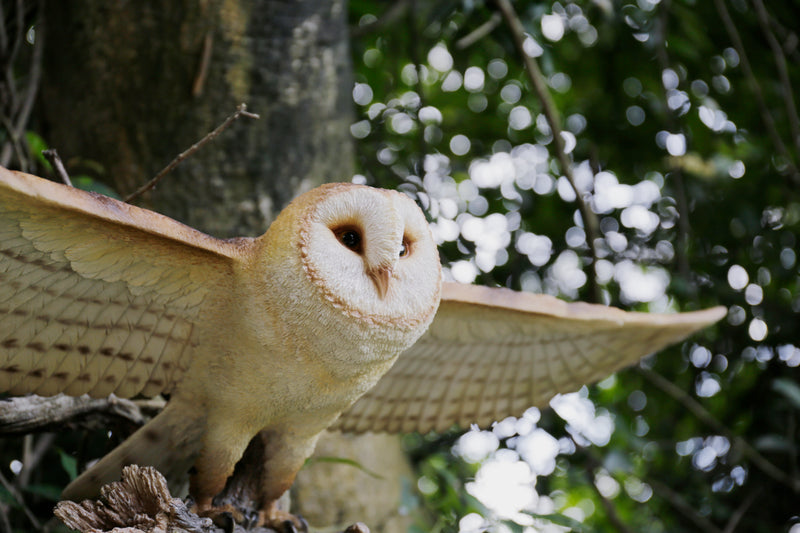 Barn Owl Flying Statue Hi-Line Gift Ltd.