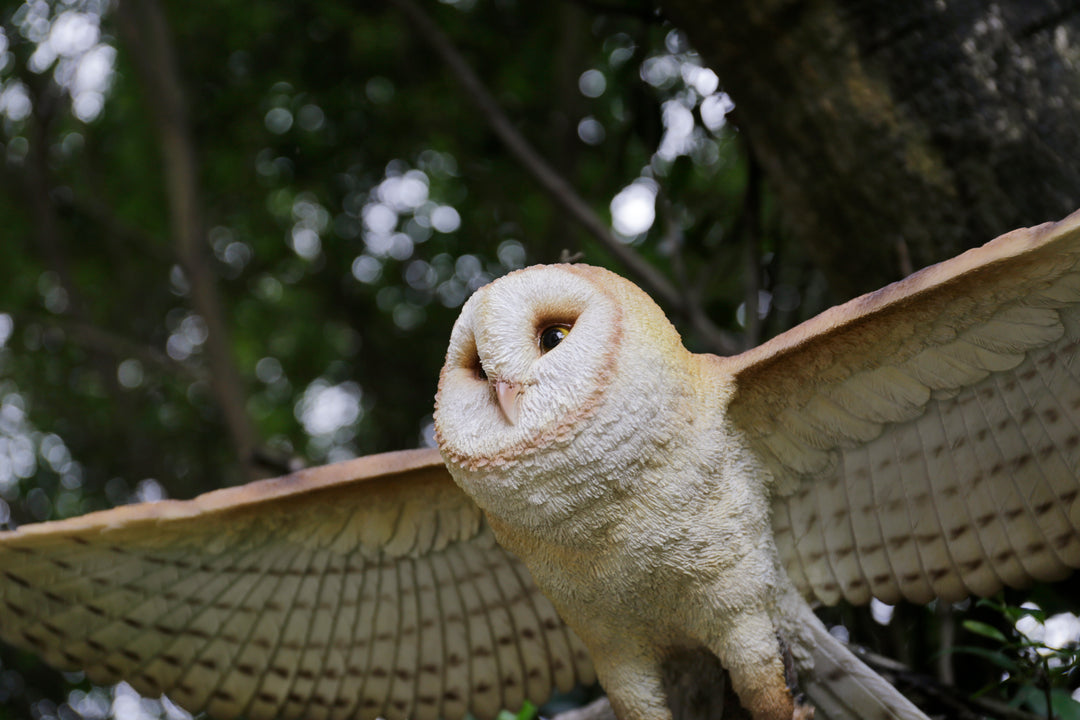 Barn Owl Flying Statue Hi-Line Gift Ltd.