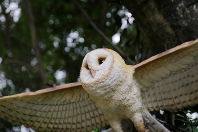 Barn Owl Flying Statue Hi-Line Gift Ltd.