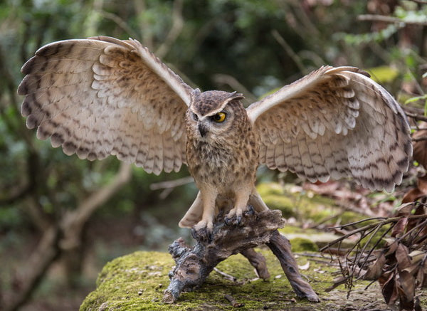 Eagle Owl On Branch W/Wings Out Hi-Line Gift Ltd.