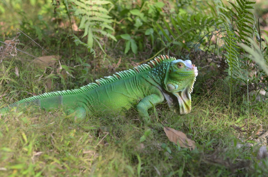 Lizard Iguana Statue HI-LINE GIFT LTD.