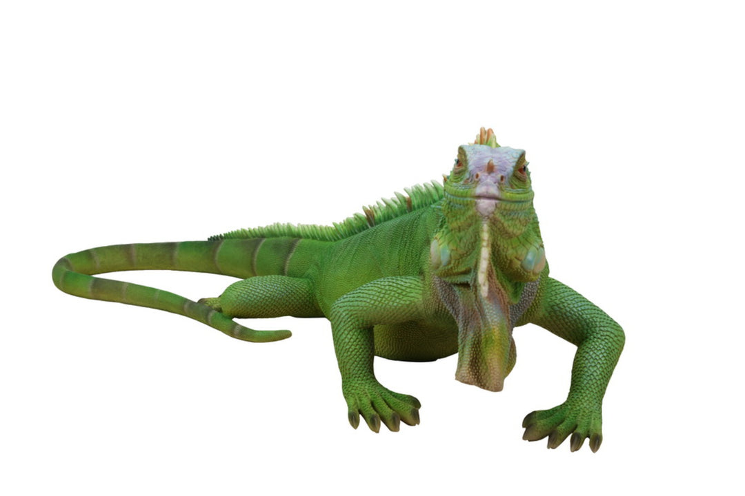 Lizard Iguana Statue - Home Decor - Hi-Line Gift Ltd.