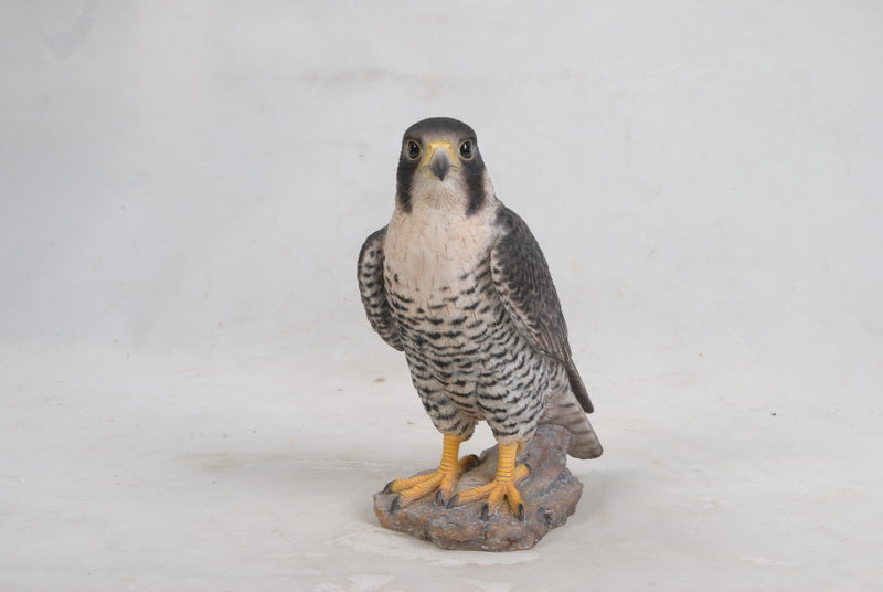 Peregrine Falcon Hi-Line Gift Ltd.