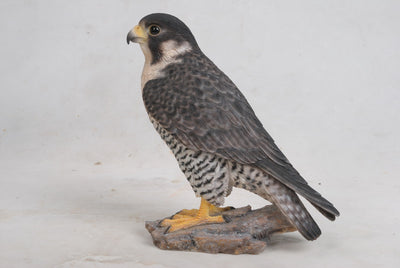 Peregrine Falcon Hi-Line Gift Ltd.