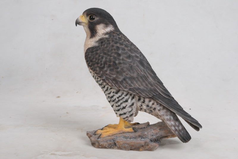 Peregrine Falcon Hi-Line Gift Ltd.