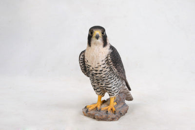 Peregrine Falcon Hi-Line Gift Ltd.
