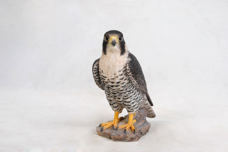 Peregrine Falcon Hi-Line Gift Ltd.